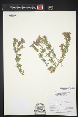 Glandularia wrightii image