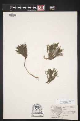 Hedyotis acerosa var. acerosa image