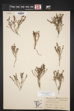 Hedyotis acerosa var. acerosa image