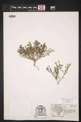 Hedyotis acerosa var. acerosa image