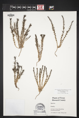 Hedyotis acerosa var. acerosa image