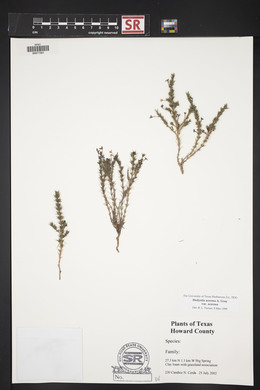 Hedyotis acerosa var. acerosa image