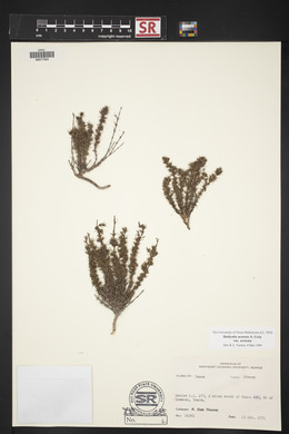 Hedyotis acerosa var. acerosa image