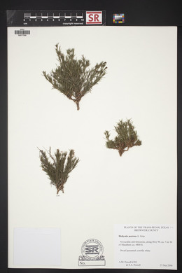 Hedyotis acerosa image