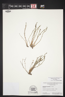 Hedyotis acerosa var. acerosa image