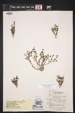 Hedyotis acerosa var. acerosa image