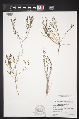 Hedyotis acerosa var. acerosa image