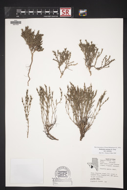 Hedyotis acerosa var. acerosa image