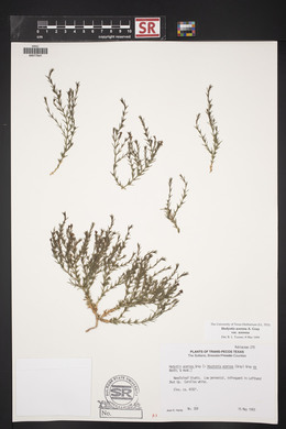 Hedyotis acerosa var. acerosa image