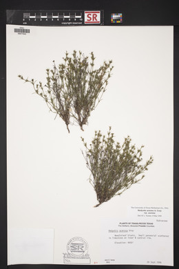 Hedyotis acerosa var. acerosa image