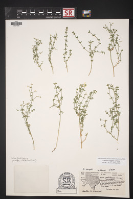 Galium wrightii image