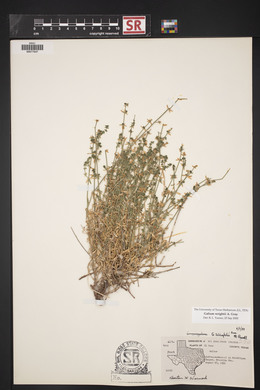 Galium wrightii image