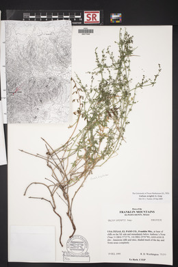 Galium wrightii image