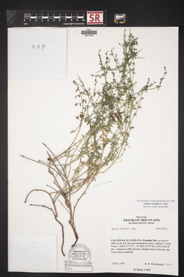 Galium wrightii image