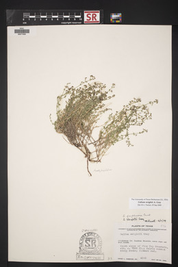 Galium wrightii image