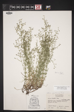 Galium wrightii image