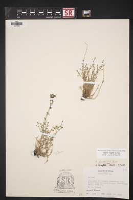 Galium wrightii image