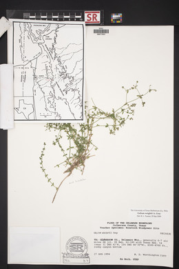 Galium wrightii image