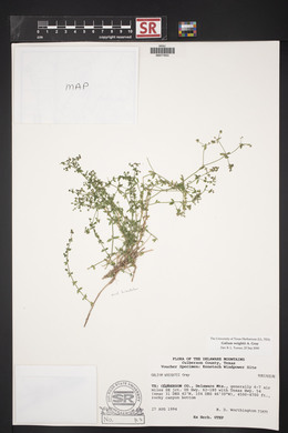 Galium wrightii image