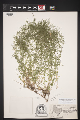 Galium wrightii image