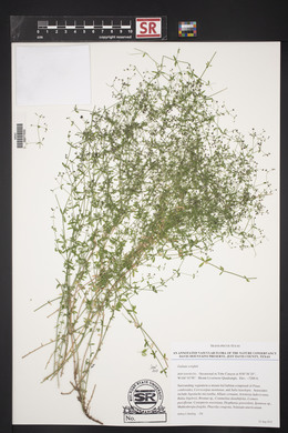 Galium wrightii image