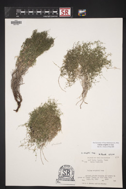 Galium wrightii image