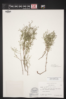 Galium wrightii image