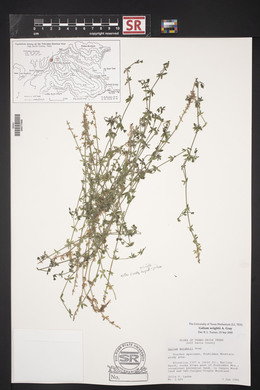 Galium wrightii image