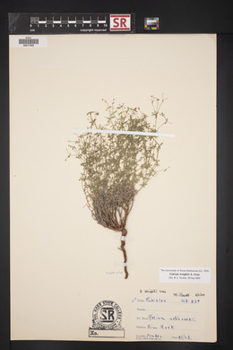 Galium wrightii image