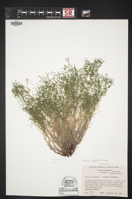 Galium wrightii image