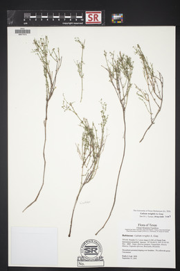 Galium wrightii image