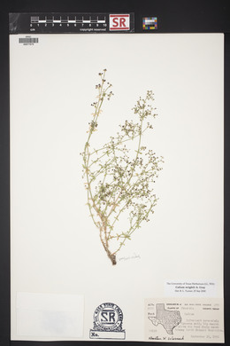 Galium wrightii image