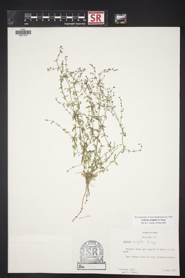 Galium wrightii image