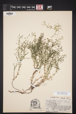 Galium wrightii image