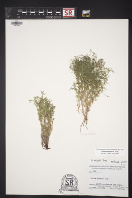 Galium wrightii image