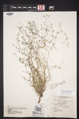 Galium wrightii image