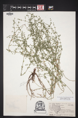 Galium wrightii image