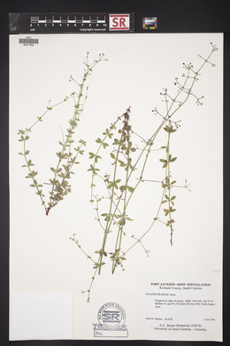 Galium pilosum image