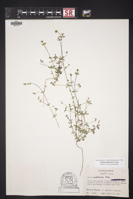 Galium proliferum image