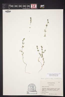 Galium proliferum image