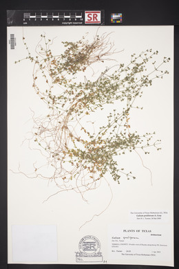 Galium proliferum image