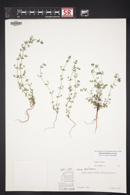 Galium proliferum image