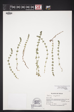 Galium virgatum image