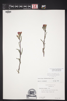 Castilleja nervata image