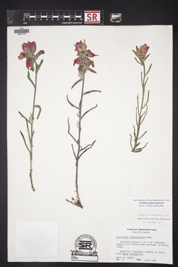 Castilleja rigida image