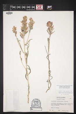 Castilleja rigida image