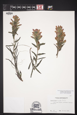 Castilleja rigida image