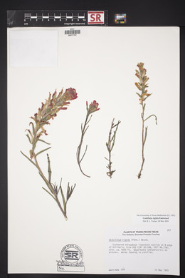 Castilleja rigida image