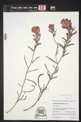 Castilleja rigida image