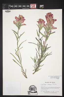 Castilleja rigida image